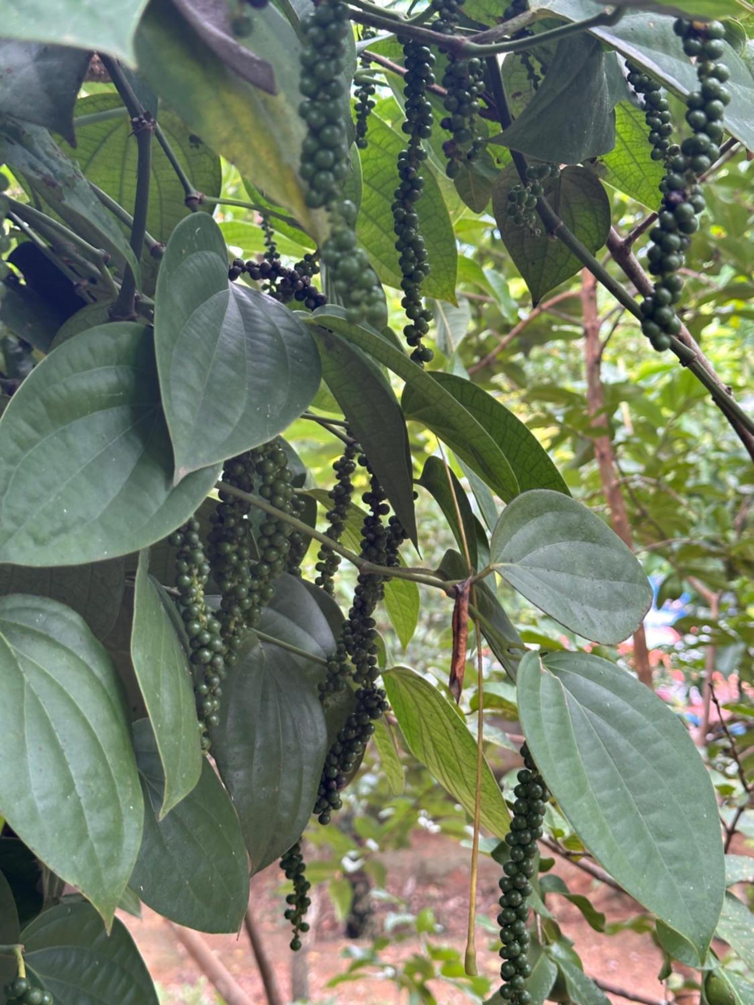 Kattil Farm Stay Varkala Thiruvananthapuram Ngoại thất bức ảnh