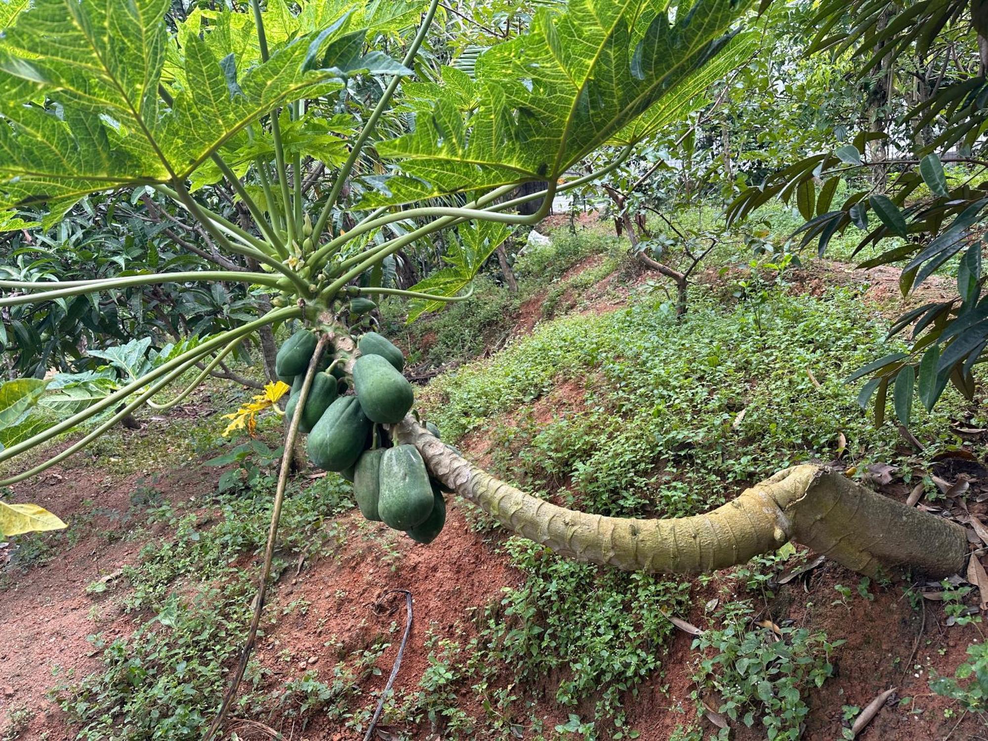 Kattil Farm Stay Varkala Thiruvananthapuram Ngoại thất bức ảnh