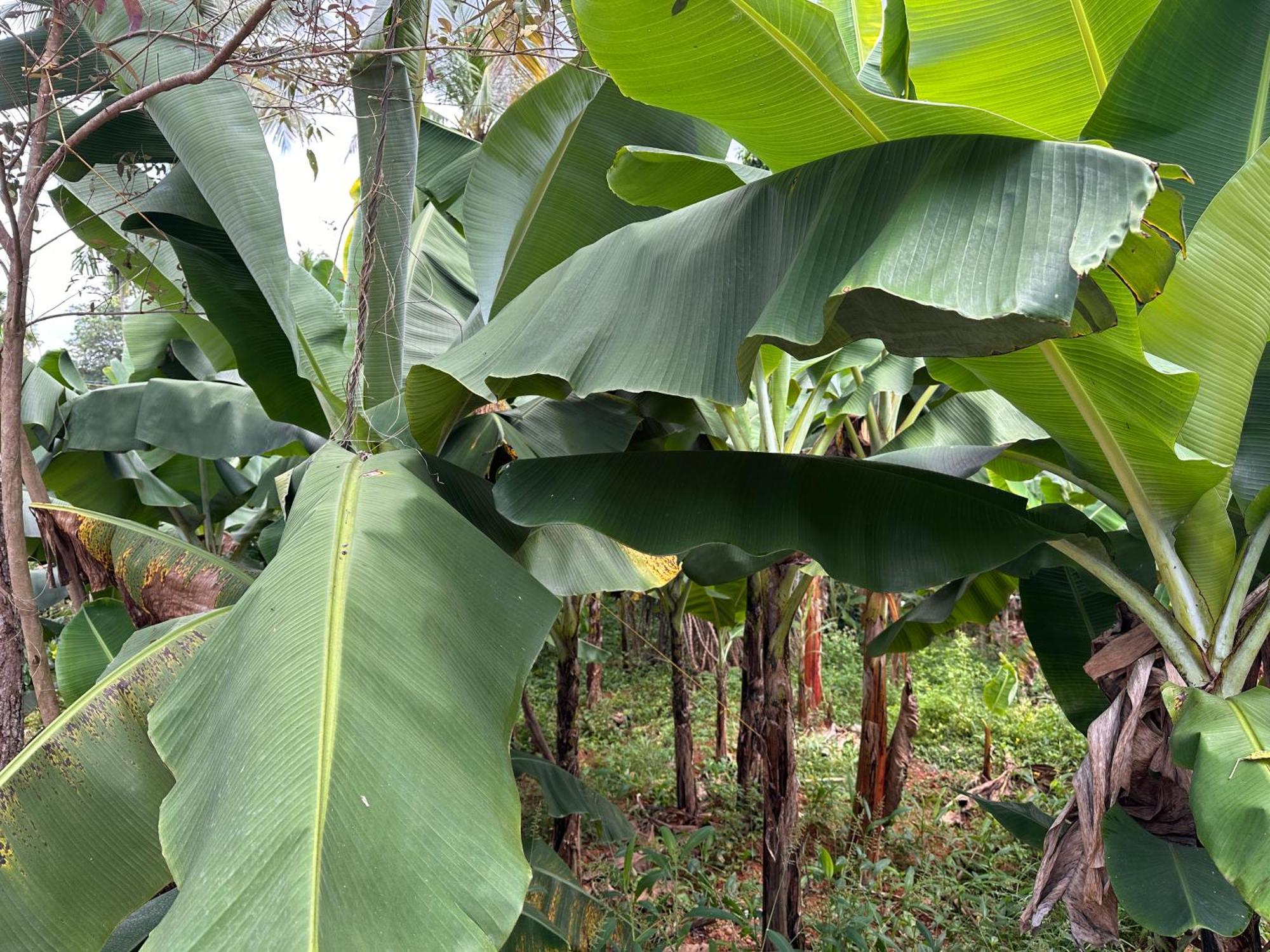 Kattil Farm Stay Varkala Thiruvananthapuram Ngoại thất bức ảnh