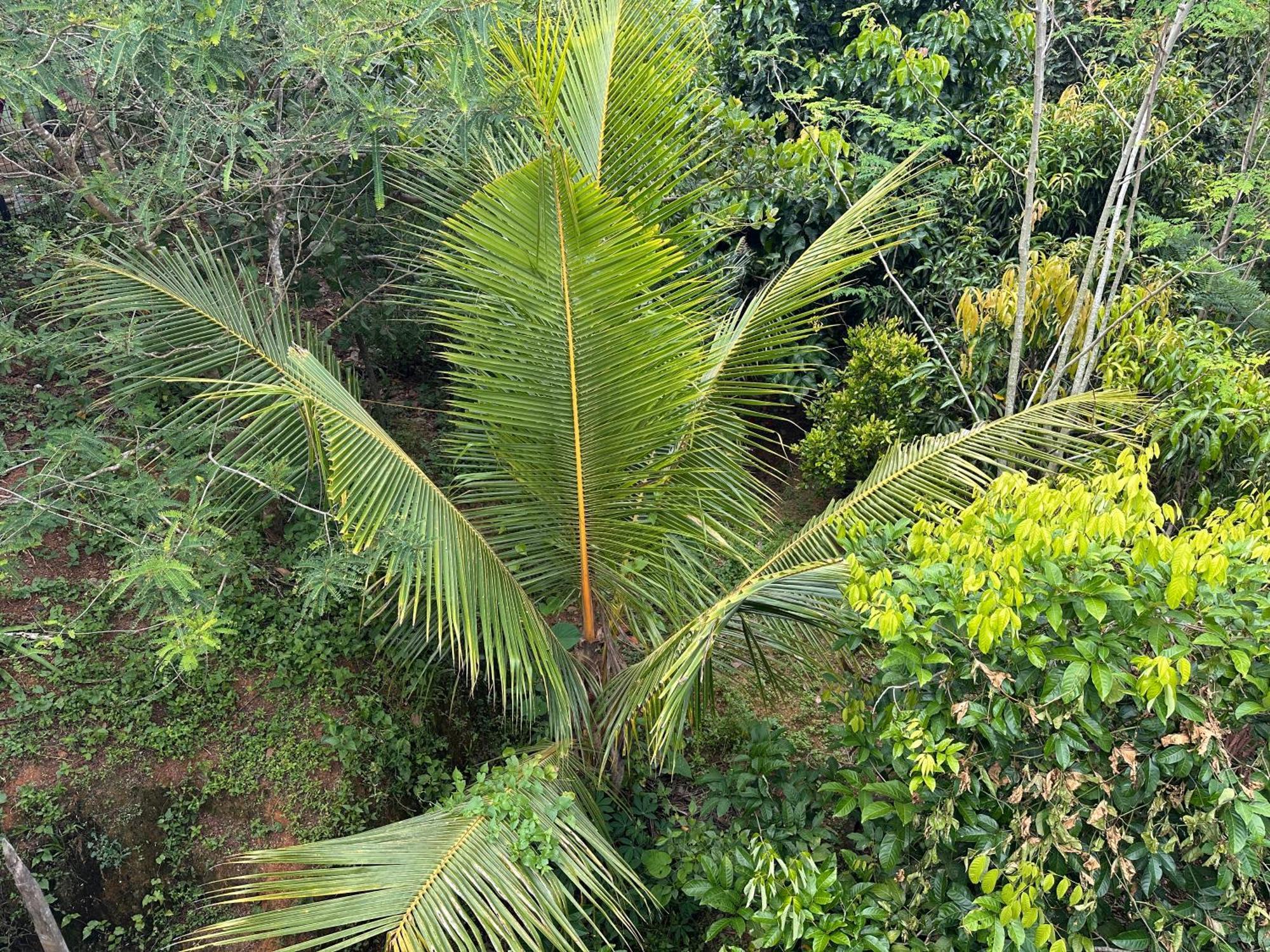 Kattil Farm Stay Varkala Thiruvananthapuram Ngoại thất bức ảnh