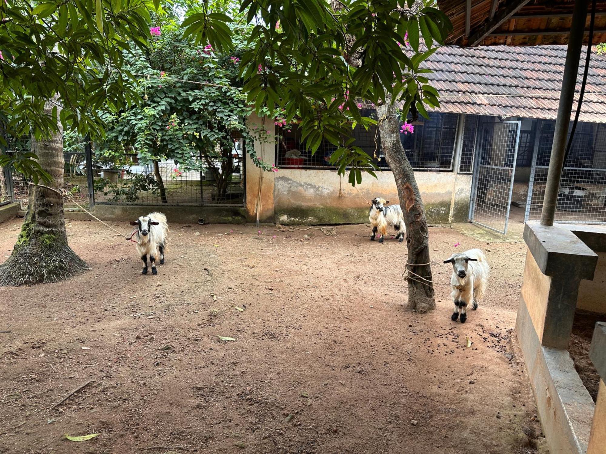 Kattil Farm Stay Varkala Thiruvananthapuram Ngoại thất bức ảnh
