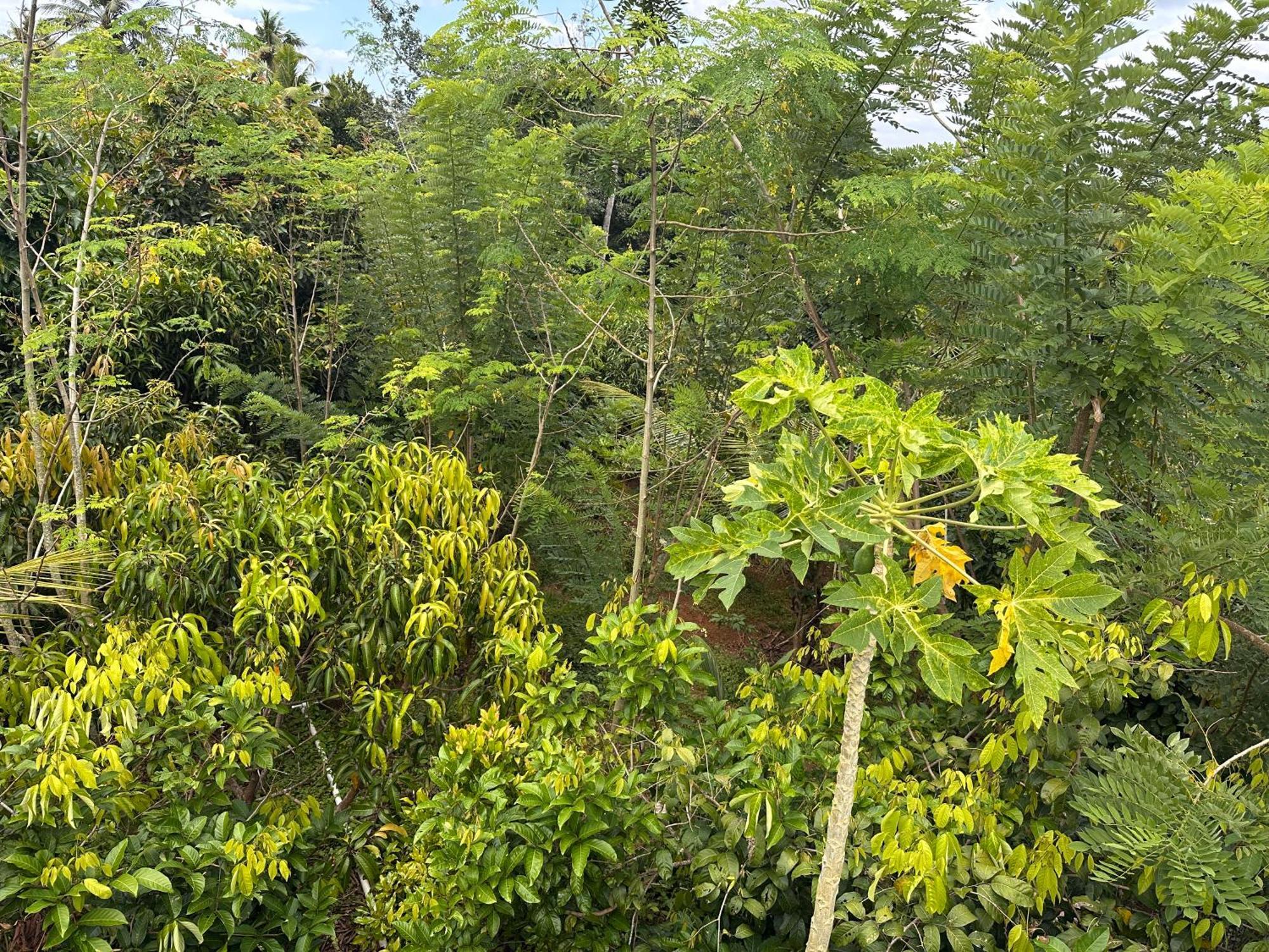 Kattil Farm Stay Varkala Thiruvananthapuram Ngoại thất bức ảnh