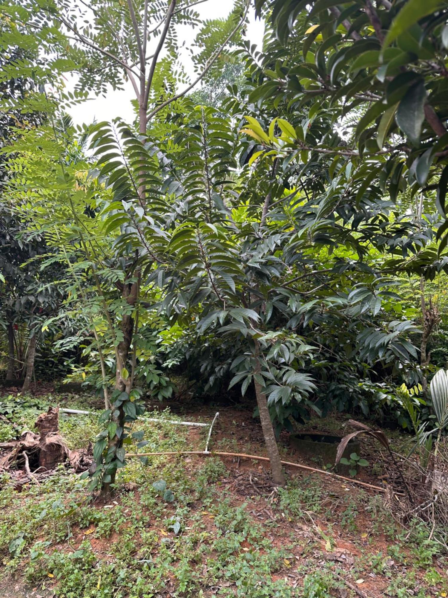 Kattil Farm Stay Varkala Thiruvananthapuram Ngoại thất bức ảnh