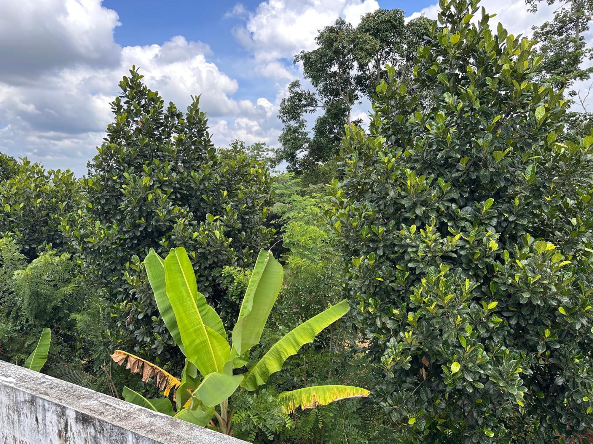 Kattil Farm Stay Varkala Thiruvananthapuram Ngoại thất bức ảnh