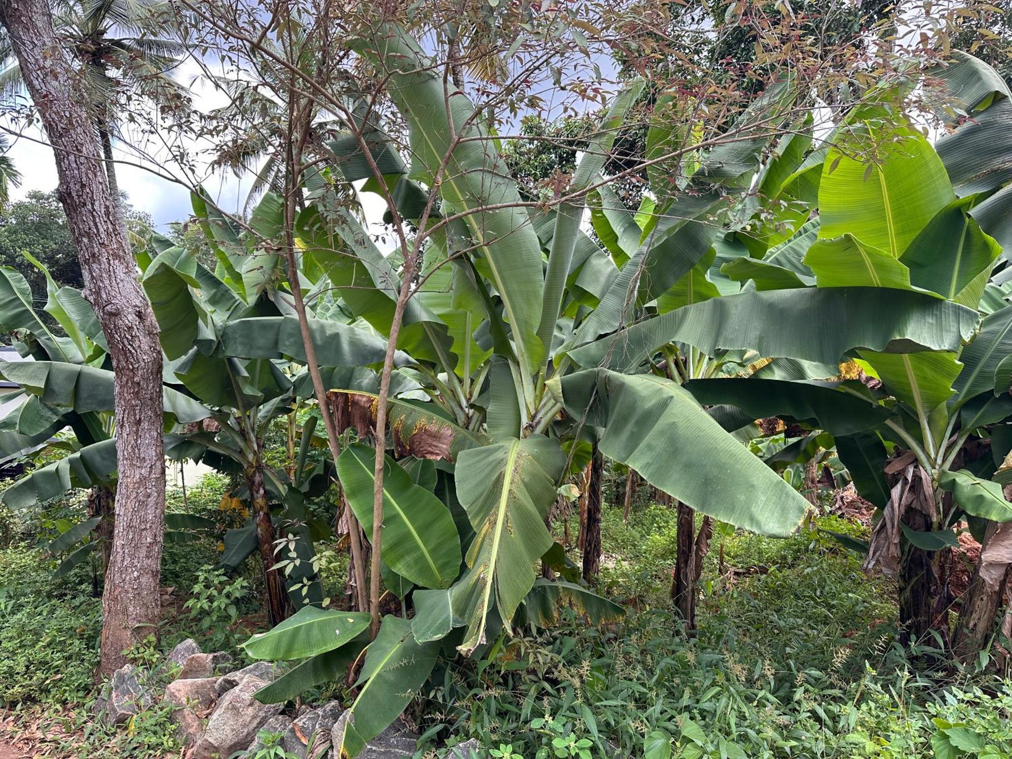 Kattil Farm Stay Varkala Thiruvananthapuram Ngoại thất bức ảnh