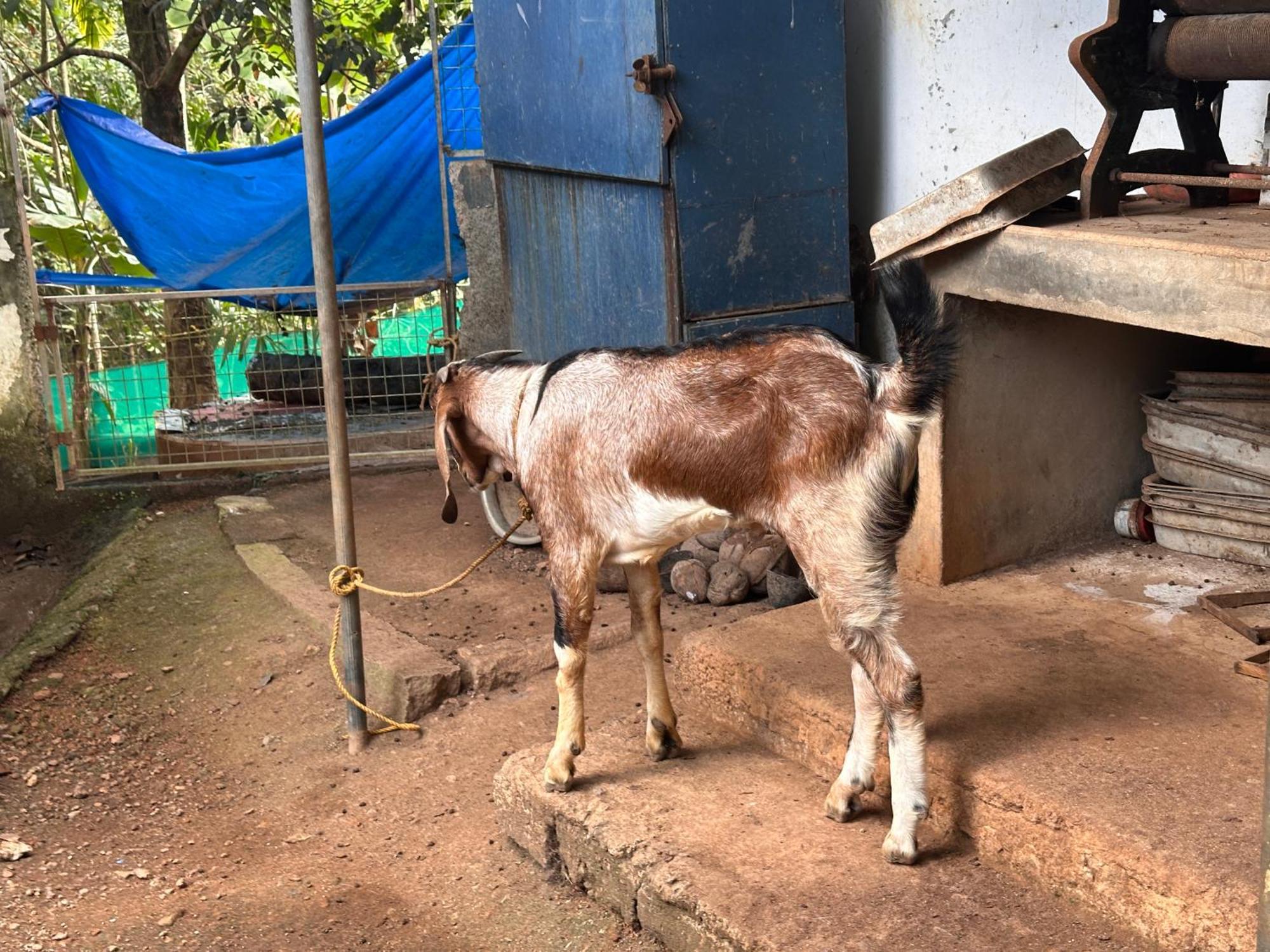 Kattil Farm Stay Varkala Thiruvananthapuram Ngoại thất bức ảnh