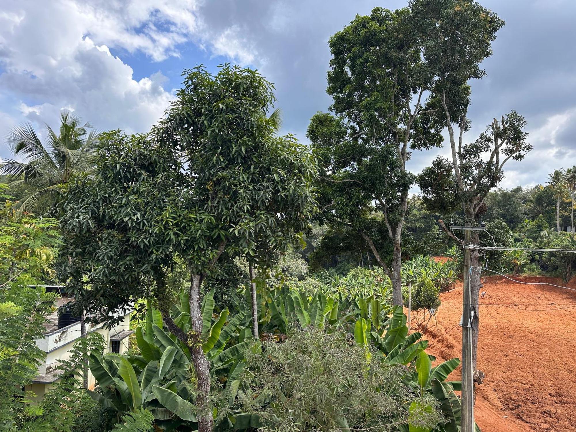 Kattil Farm Stay Varkala Thiruvananthapuram Ngoại thất bức ảnh