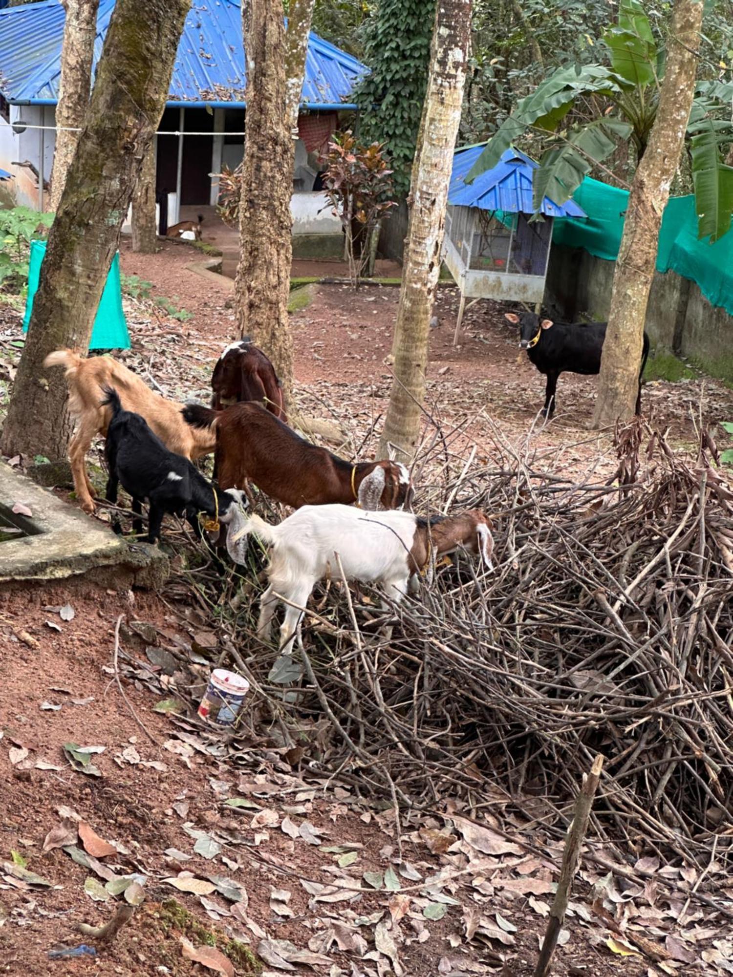 Kattil Farm Stay Varkala Thiruvananthapuram Ngoại thất bức ảnh